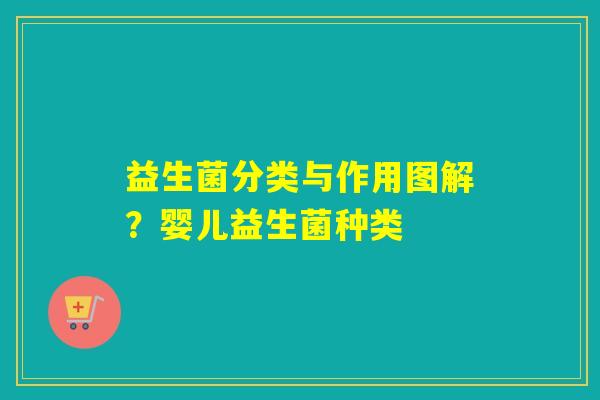 益生菌分类与作用图解？婴儿益生菌种类