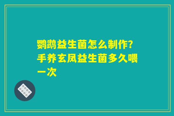 鹦鹉益生菌怎么制作？手养玄凤益生菌多久喂一次