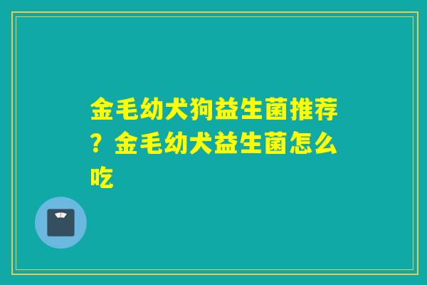 金毛幼犬狗益生菌推荐？金毛幼犬益生菌怎么吃