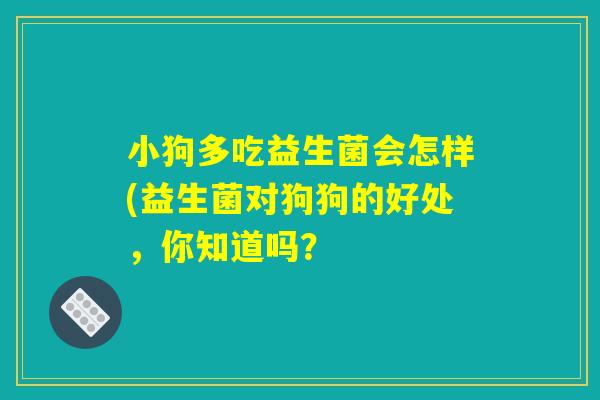 小狗多吃益生菌会怎样(益生菌对狗狗的好处，你知道吗？
