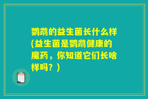 鹦鹉的益生菌长什么样(益生菌是鹦鹉健康的魔药，你知道它们长啥样吗？)