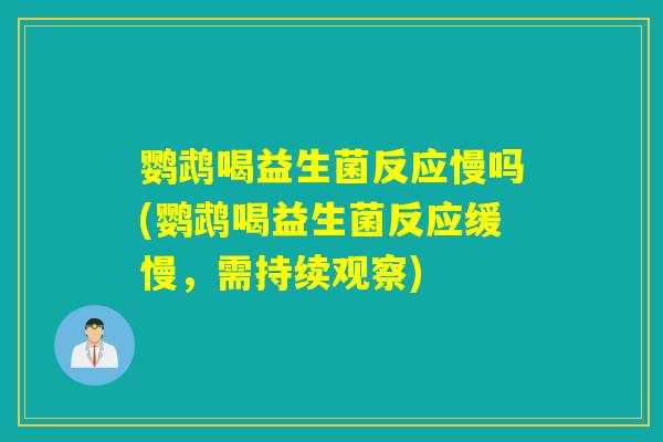 鹦鹉喝益生菌反应慢吗(鹦鹉喝益生菌反应缓慢，需持续观察)