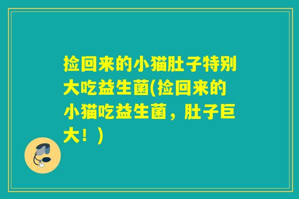 捡回来的小猫肚子特别大吃益生菌(捡回来的小猫吃益生菌，肚子巨大！)