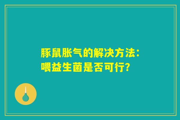 豚鼠胀气的解决方法：喂益生菌是否可行？
