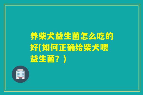 养柴犬益生菌怎么吃的好(如何正确给柴犬喂益生菌？)
