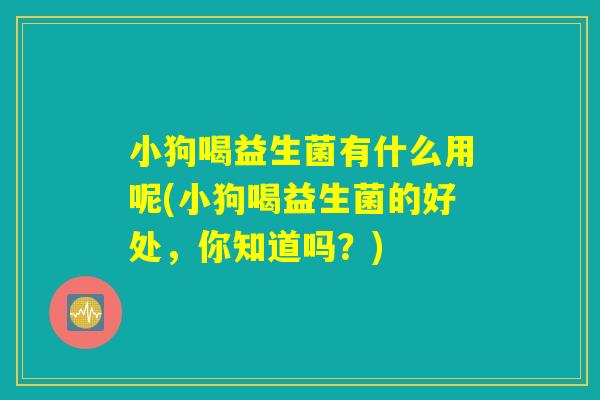 小狗喝益生菌有什么用呢(小狗喝益生菌的好处，你知道吗？)