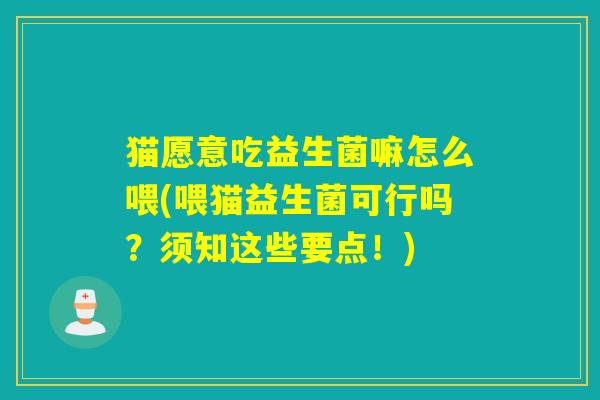 猫愿意吃益生菌嘛怎么喂(喂猫益生菌可行吗？须知这些要点！)