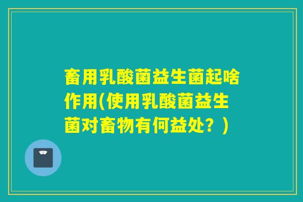 畜用乳酸菌益生菌起啥作用(使用乳酸菌益生菌对畜物有何益处？)