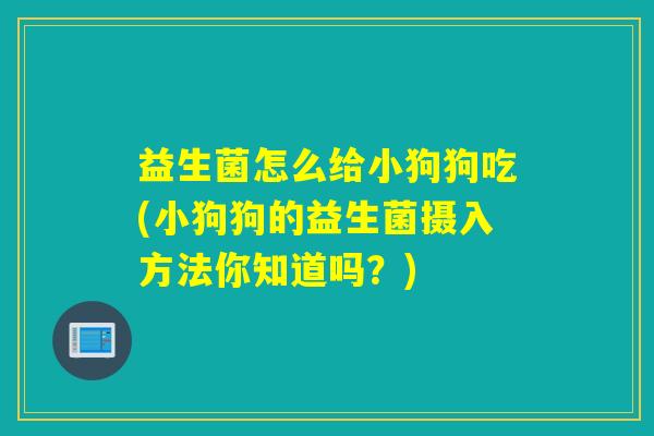 益生菌怎么给小狗狗吃(小狗狗的益生菌摄入方法你知道吗?) 益生菌怎么给小狗狗吃(小狗狗的益生菌摄入方法你知道吗?)