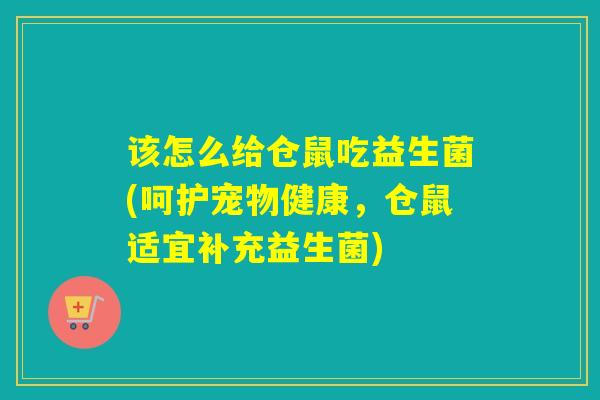 该怎么给仓鼠吃益生菌(呵护宠物健康，仓鼠适宜补充益生菌)