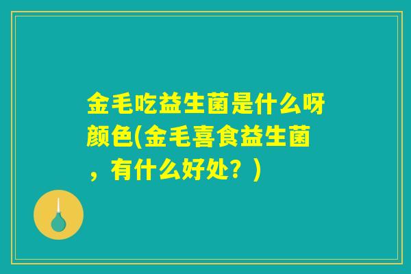 金毛吃益生菌是什么呀颜色(金毛喜食益生菌，有什么好处？)