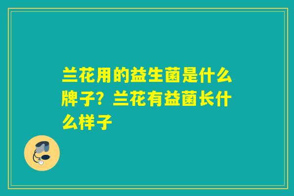 兰花用的益生菌是什么牌子？兰花有益菌长什么样子