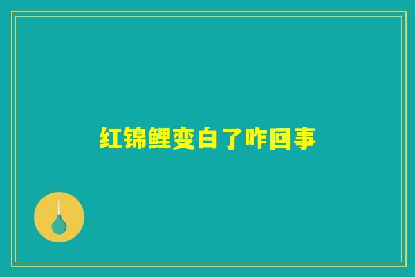 红锦鲤变白了咋回事