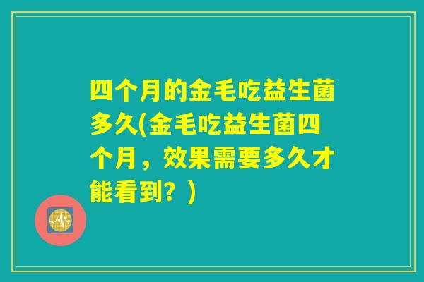 四个月的金毛吃益生菌多久(金毛吃益生菌四个月，效果需要多久才能看到？)