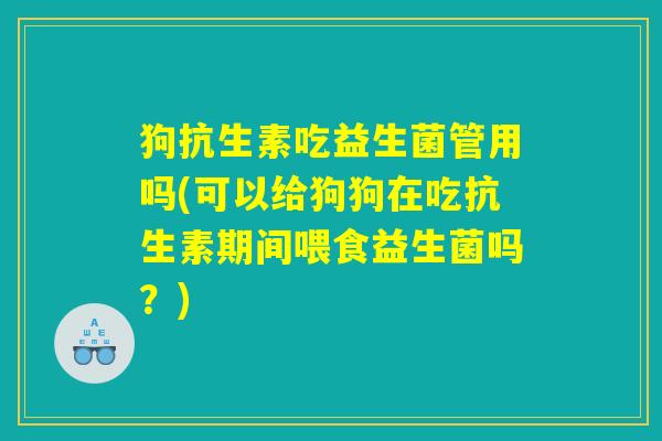 狗抗生素吃益生菌管用吗(可以给狗狗在吃抗生素期间喂食益生菌吗？)