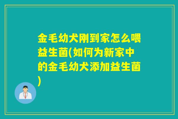 金毛幼犬刚到家怎么喂益生菌(如何为新家中的金毛幼犬添加益生菌)